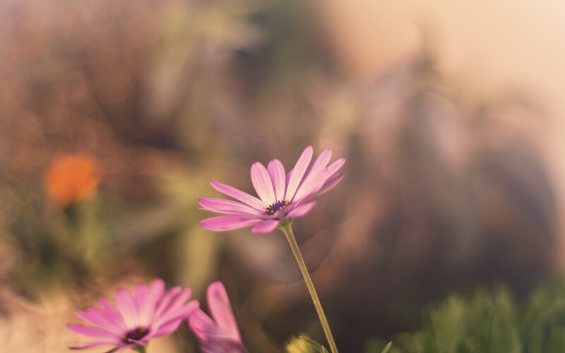 Purple Daisy Flowers — Pink, Serene, Sunset