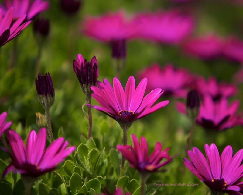 Purple Daisy Flowers — Pink, Serene