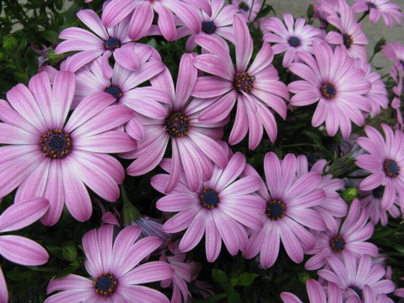 Purple Daisy Flowers — Pink