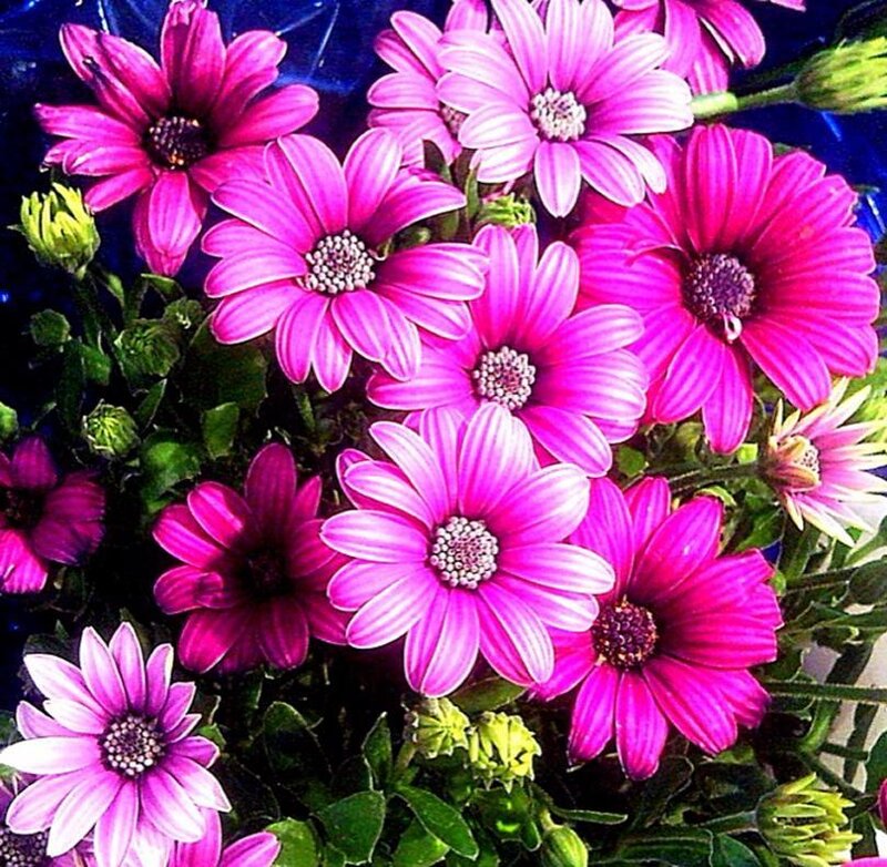 Purple Daisy Flowers — Pink, Vibrant