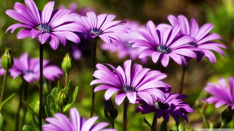 Purple Daisy Flowers — Serene, Afternoon, Photograph, Buds