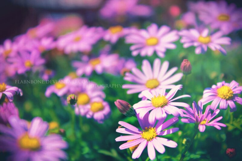 Purple Daisy Flowers — Serene, Afternoon, Photograph, Green Leaves