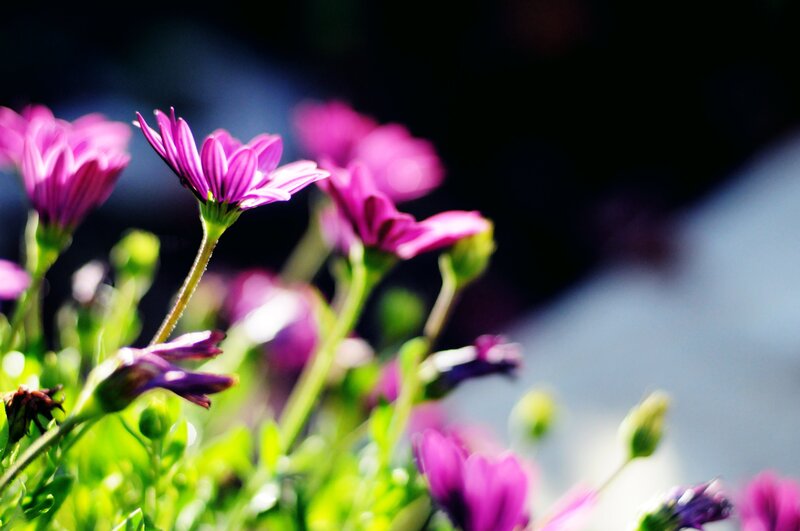 Purple Daisy Flowers — Serene, Afternoon, Photograph, Green Stems