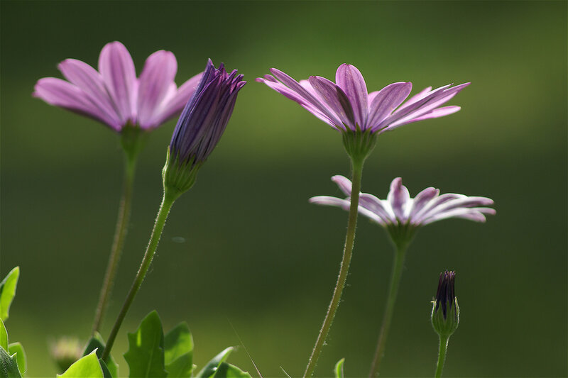 Purple Daisy Flowers — Serene, Afternoon