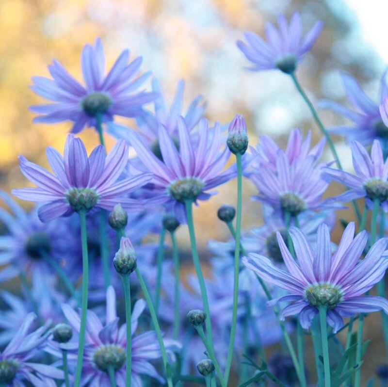 Purple Daisy Flowers — Serene, Autumn
