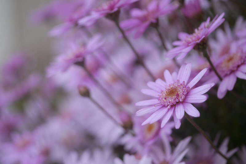 Purple Daisy Flowers — Serene, Photograph, Buds