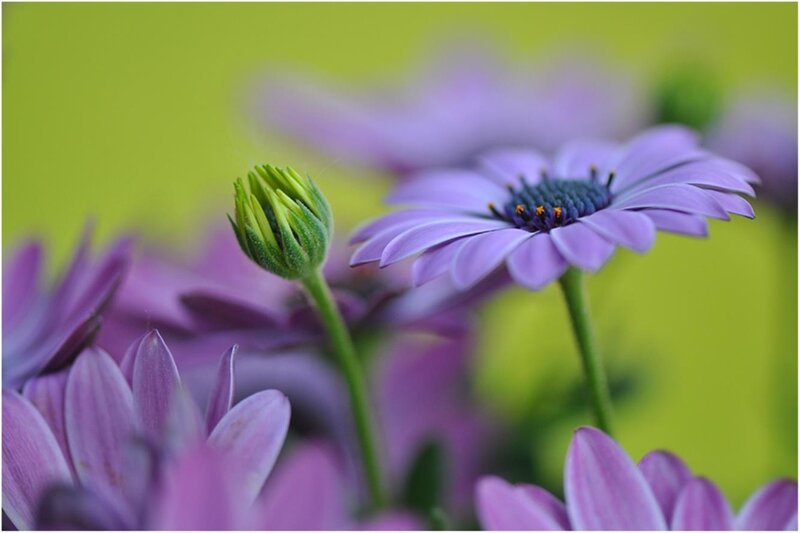Purple Daisy Flowers — Serene, Photograph, Flower Bud