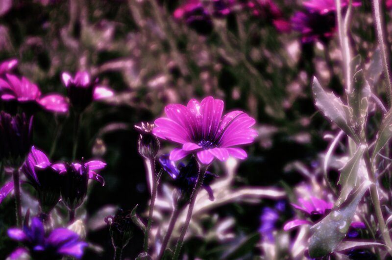 Purple Daisy Flowers — Serene, Photograph, Leaves
