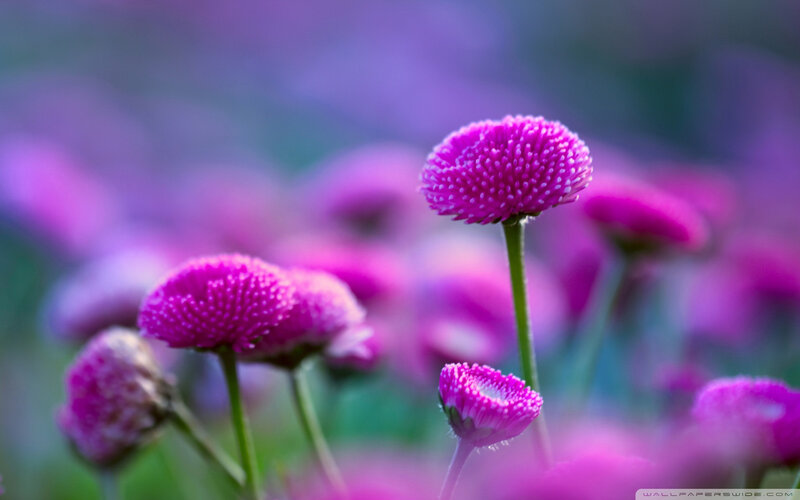 Purple Daisy Flowers — Serene, Photograph, Stems, Bloom