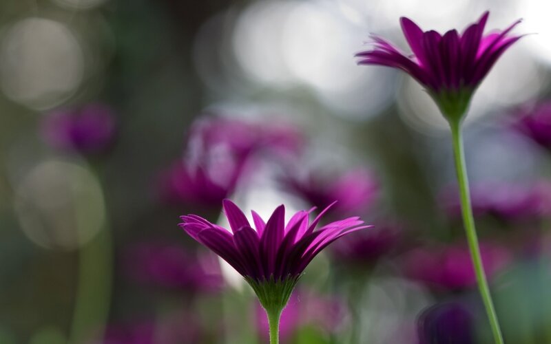Purple Daisy Flowers — Serene, Photograph, Stems