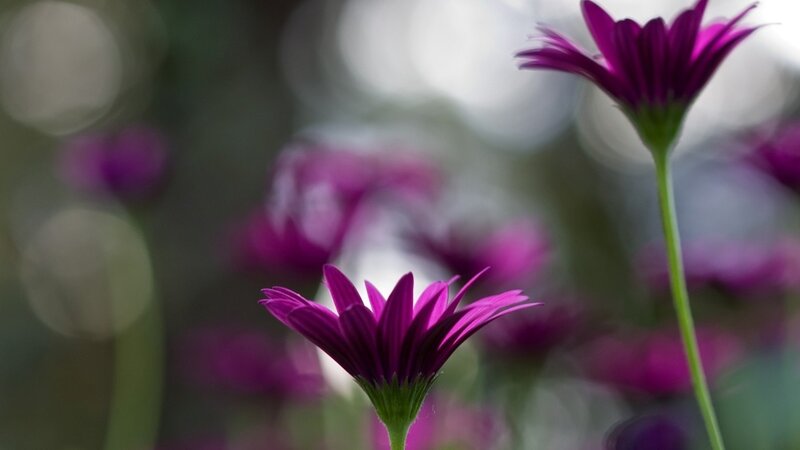 Purple Daisy Flowers — Serene, Photograph