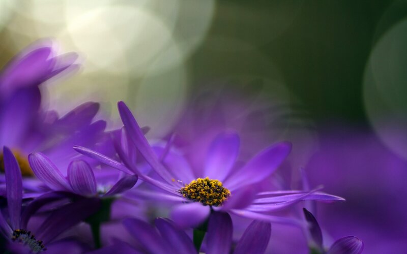 Purple Daisy Flowers — Serene, Photograph, Yellow Center