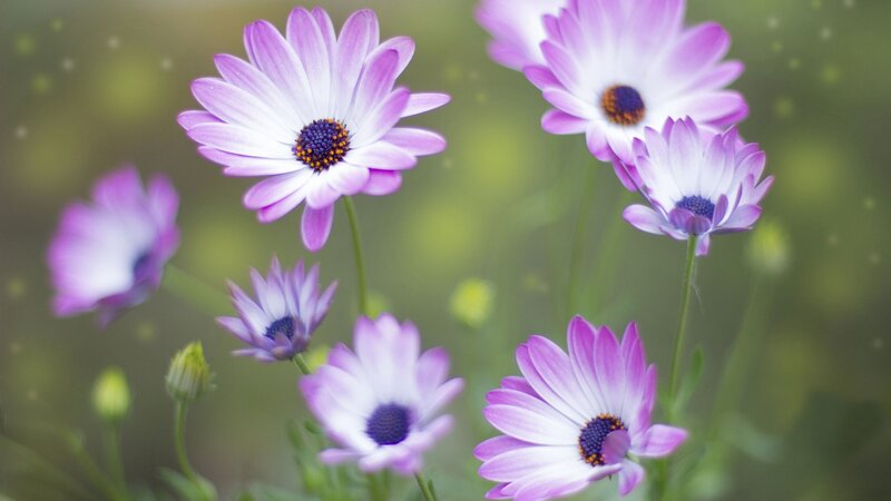 Purple Daisy Flowers — Serene, Spring, Photograph, Buds