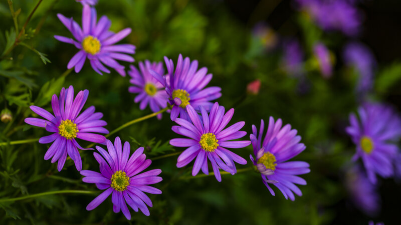 Purple Daisy Flowers — Serene, Spring, Photograph, Green Leaves