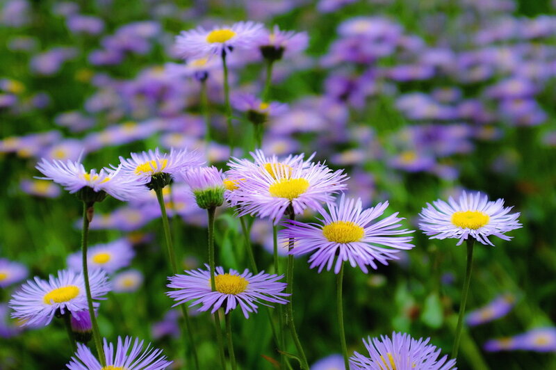 Purple Daisy Flowers — Serene, Spring, Photograph, Green Stems
