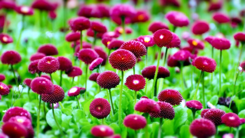 Purple Daisy Flowers — Serene, Spring, Photograph