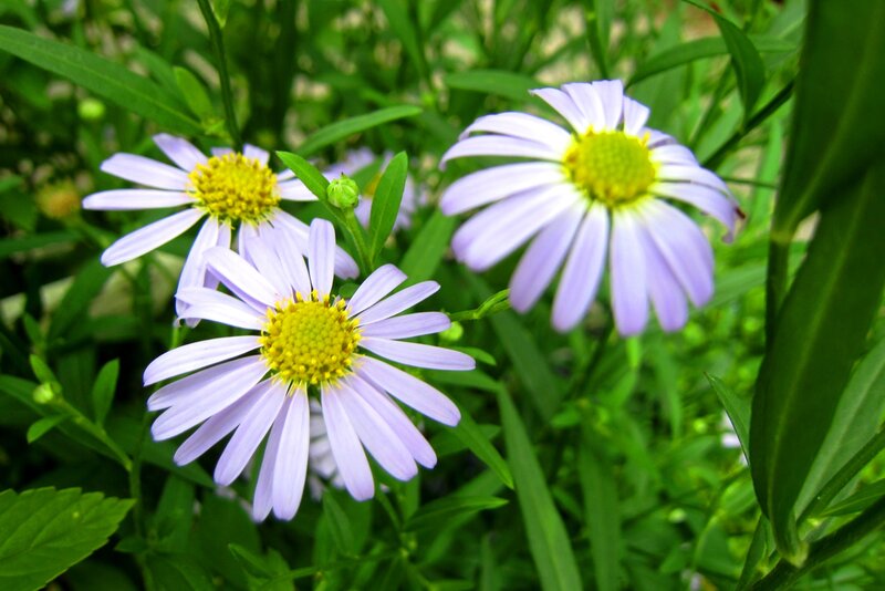 Purple Daisy Flowers — Serene, Spring
