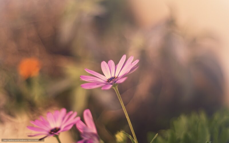 Purple Daisy Flowers — Serene, Sunset, Photograph