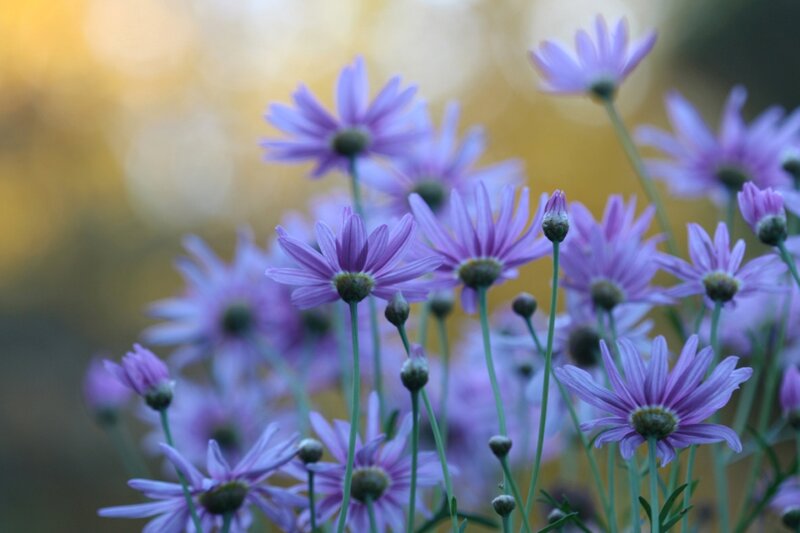 Purple Daisy Flowers — Serene, Sunset