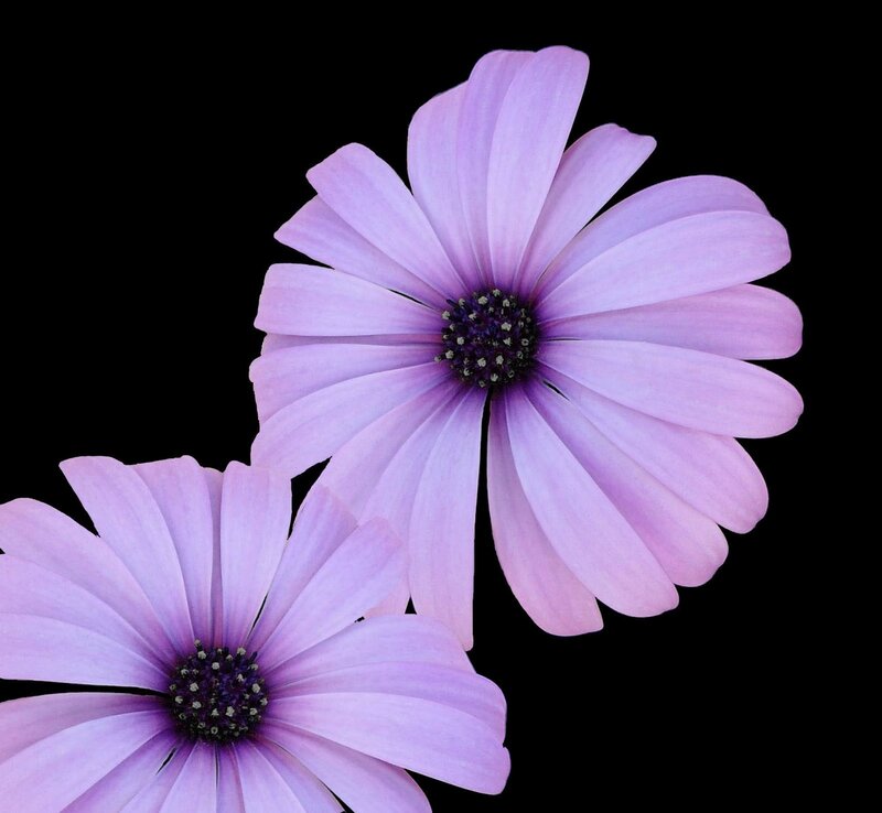 Purple daisy flowers