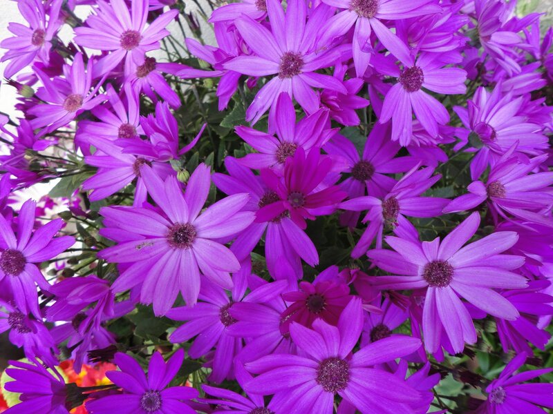 Purple Daisy Flowers — Vibrant, Afternoon