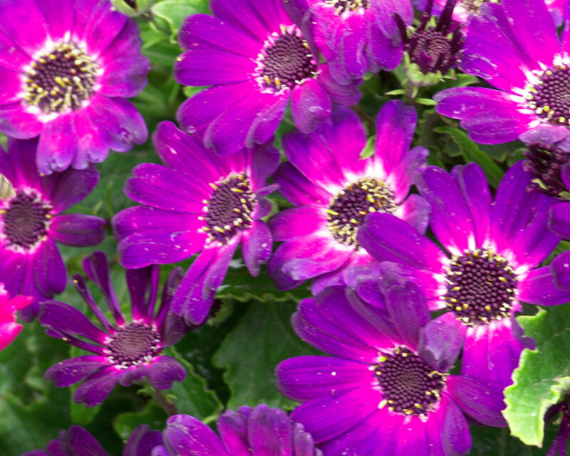 Purple Daisy Flowers — Vibrant, Photograph, Green Leaves