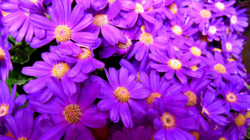 Purple Daisy Flowers — Vibrant, Photograph, Petals
