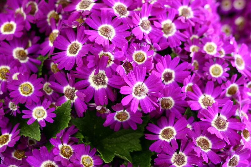 Purple Daisy Flowers — Vibrant, Photograph