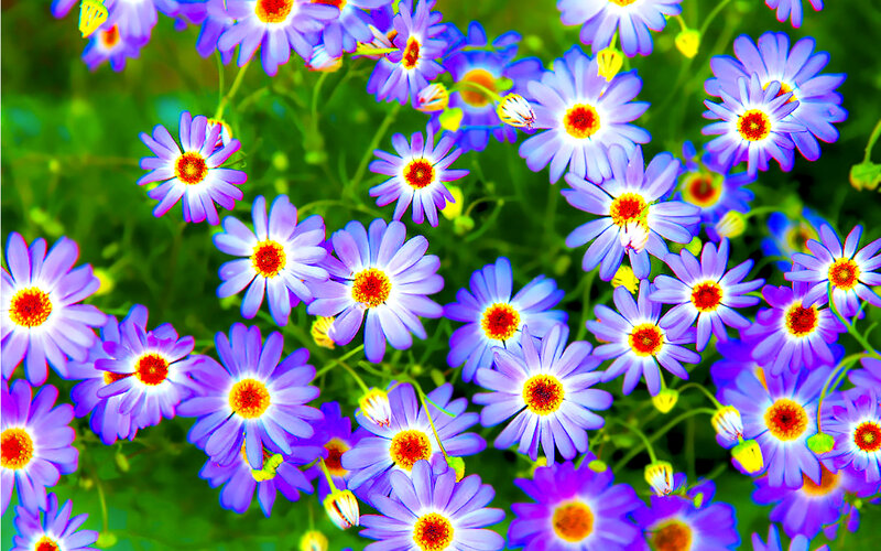 Purple Daisy Flowers — Vibrant, Spring