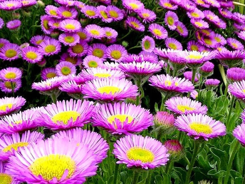Purple Daisy Flowers — Vibrant, Summer
