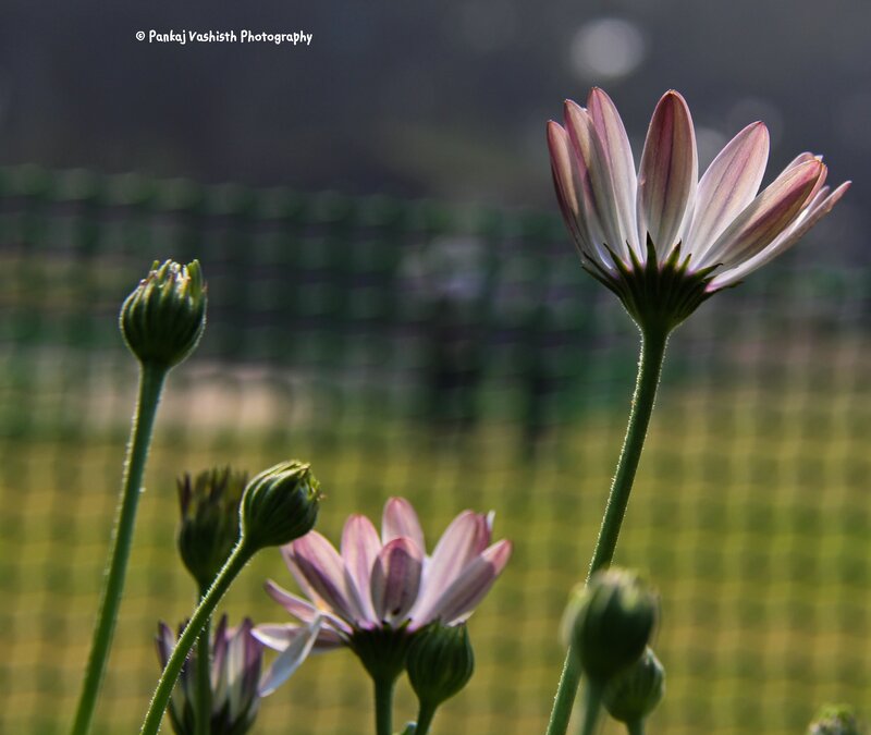 Purple Daisy Flowers — White