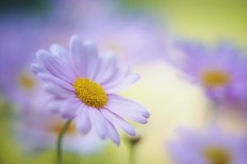 Purple daisy in a field
