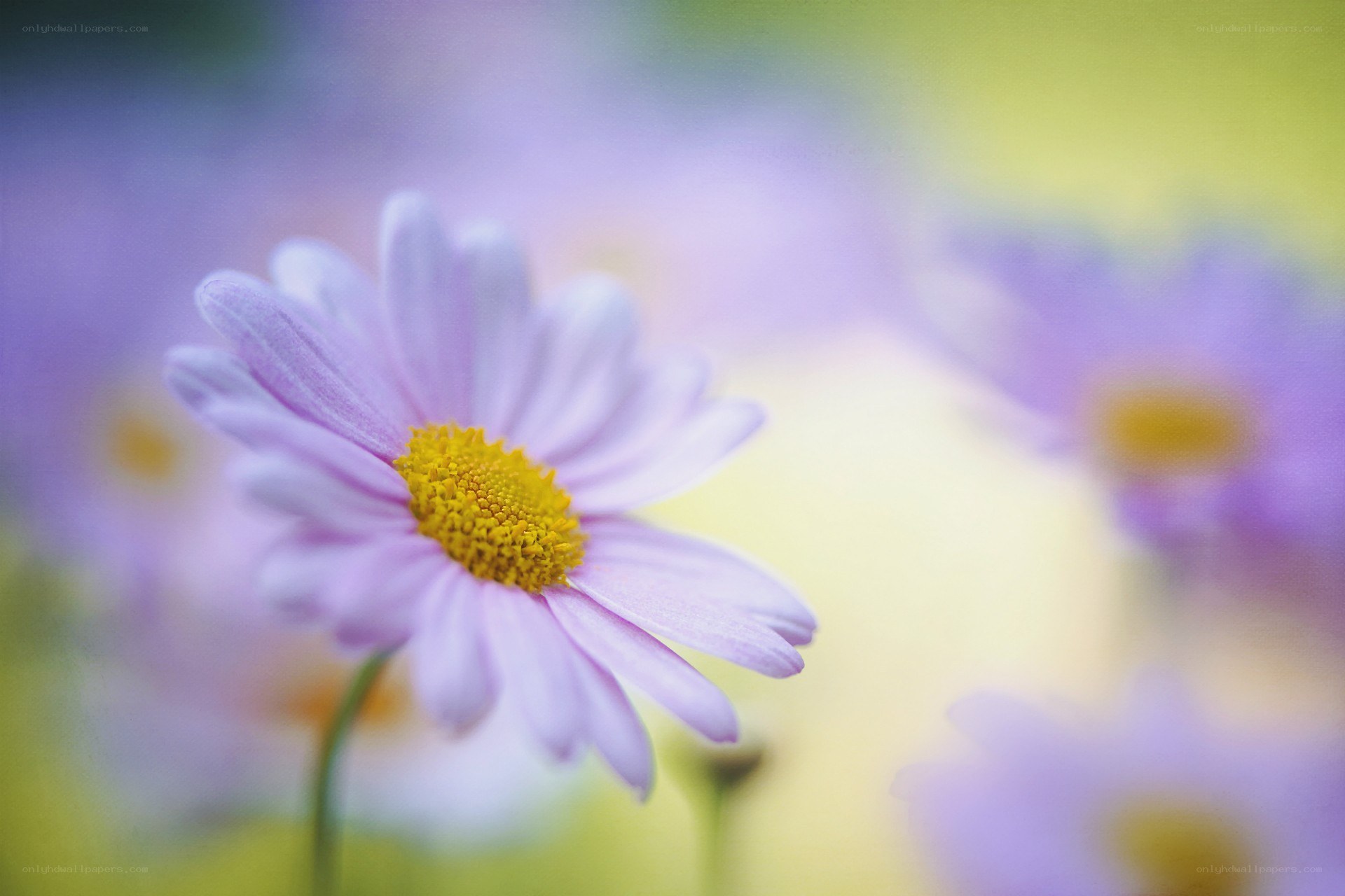 Purple daisy in a field