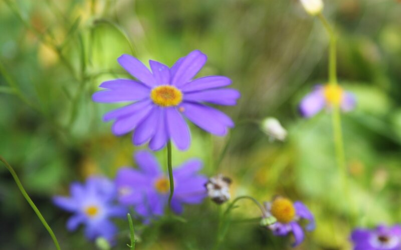 Purple daisy in a field