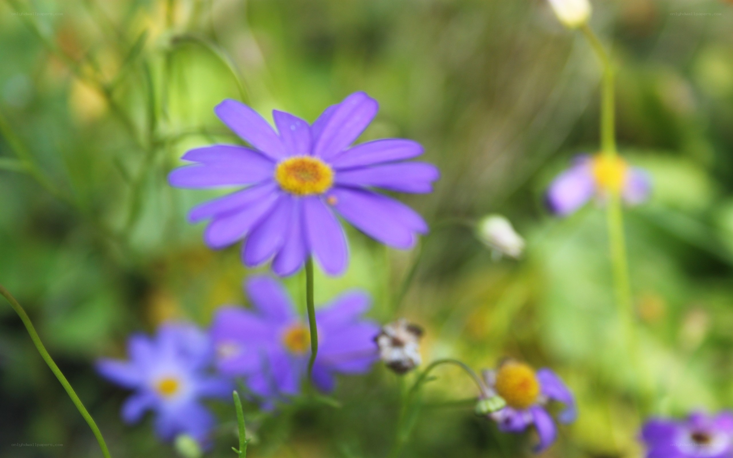 Purple daisy in a field