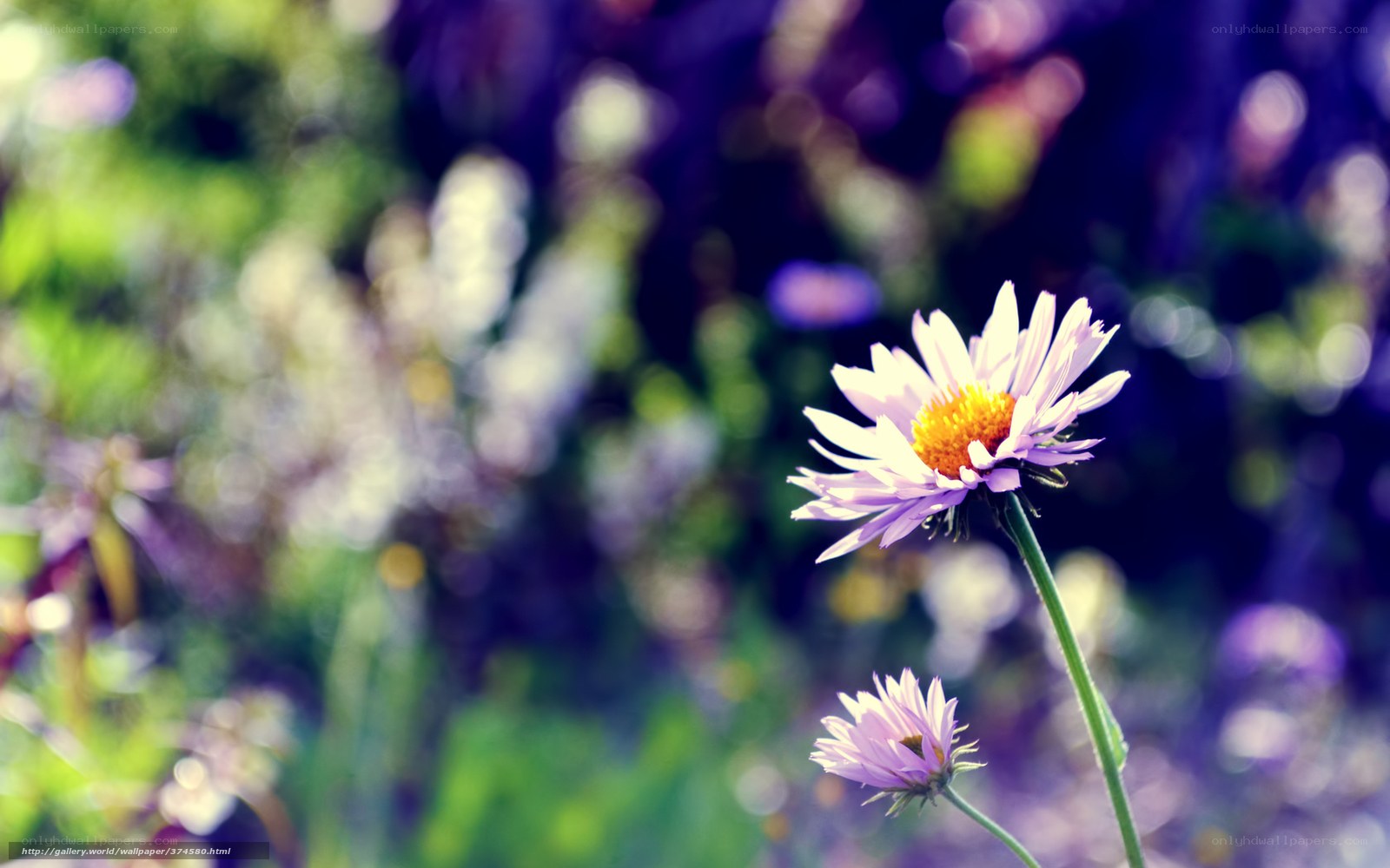 Purple daisy in a garden