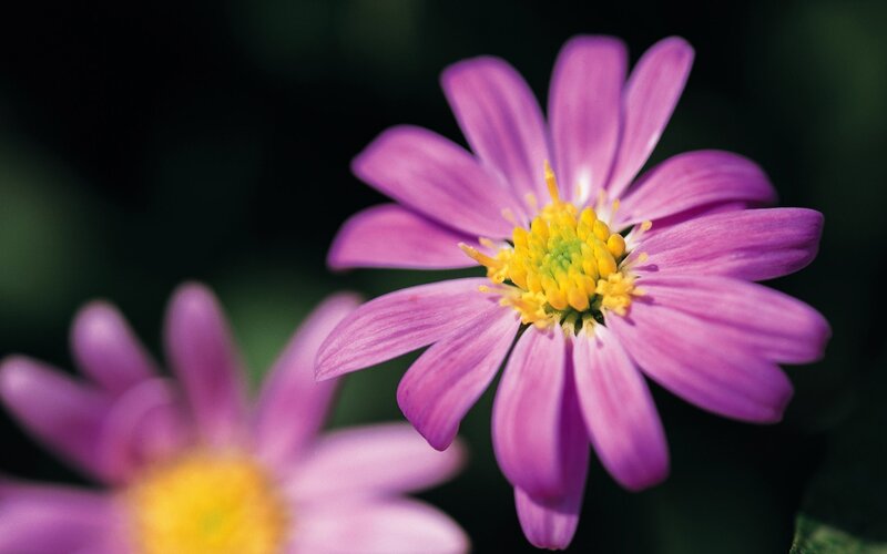 purple daisy in focus