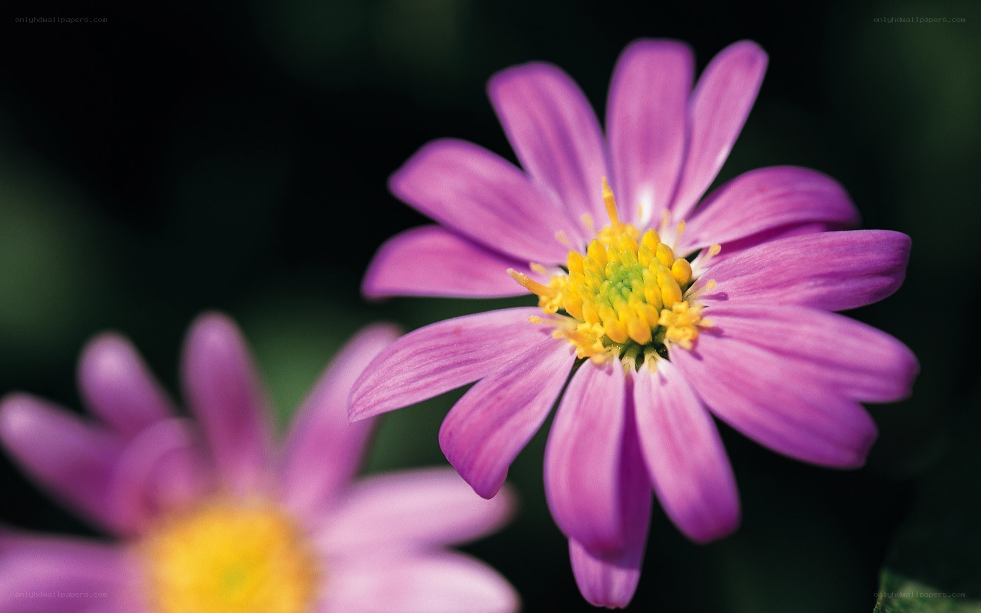 purple daisy in focus
