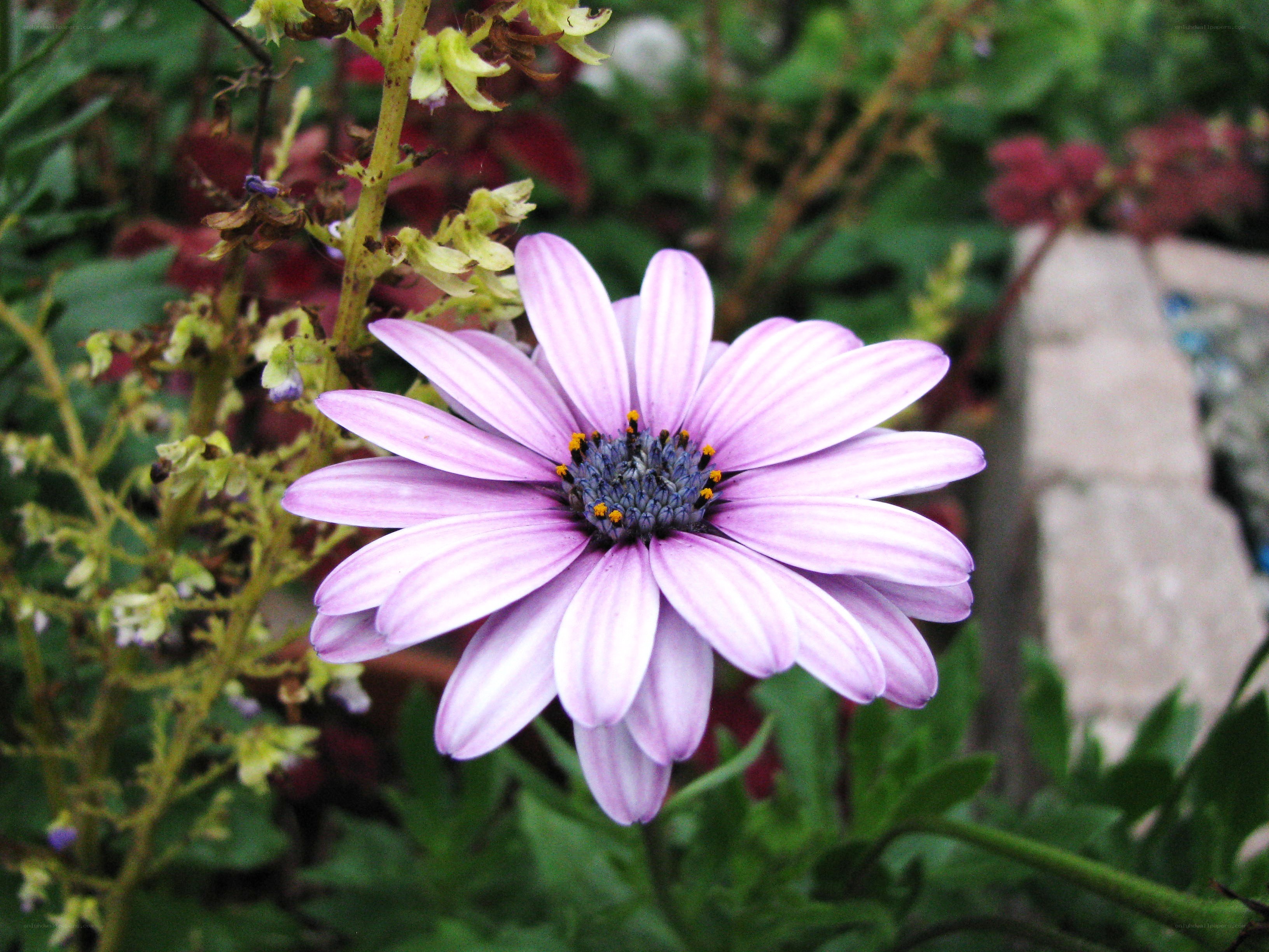 Purple daisy in garden