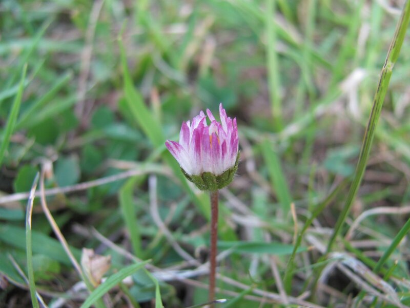 purple daisy in grass