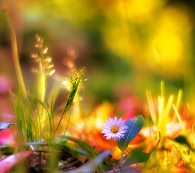 Purple Daisy in Grass — Yellow
