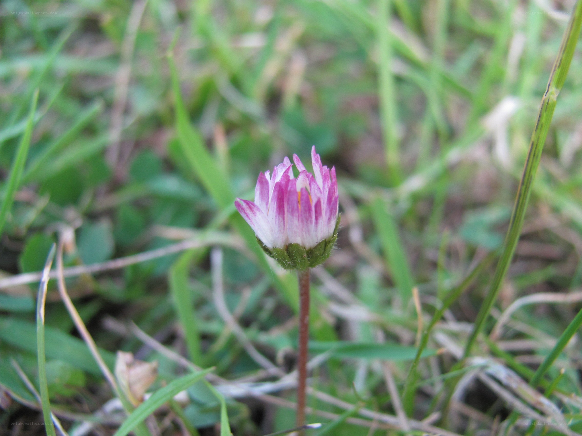 purple daisy in grass