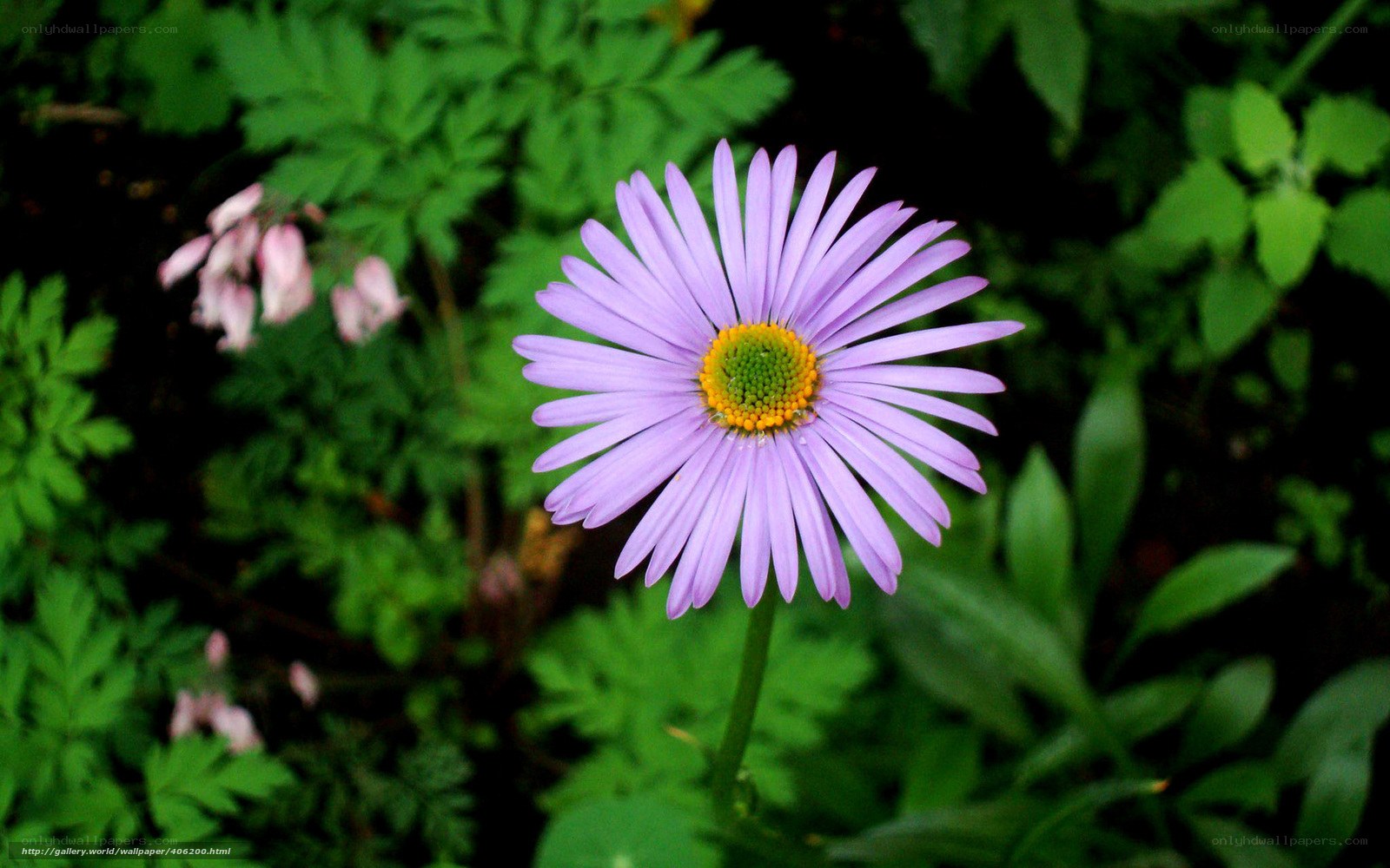 Purple daisy in green foliage