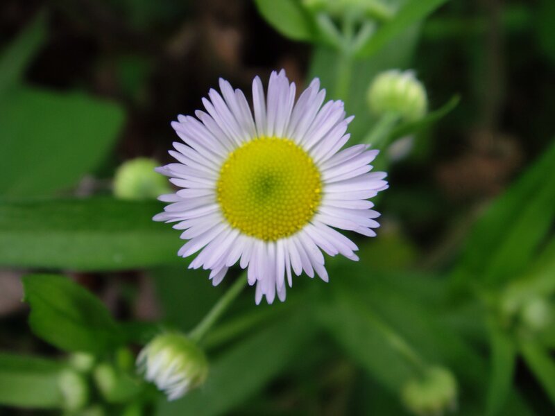 purple daisy in green foliage