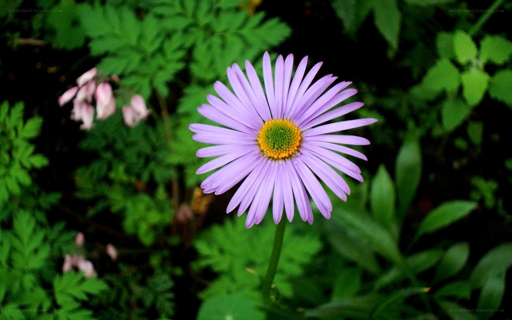 Purple daisy in green foliage