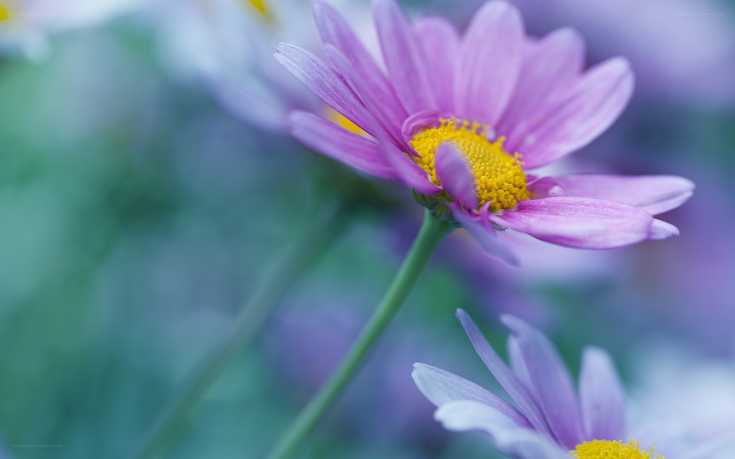 Purple daisy in soft focus