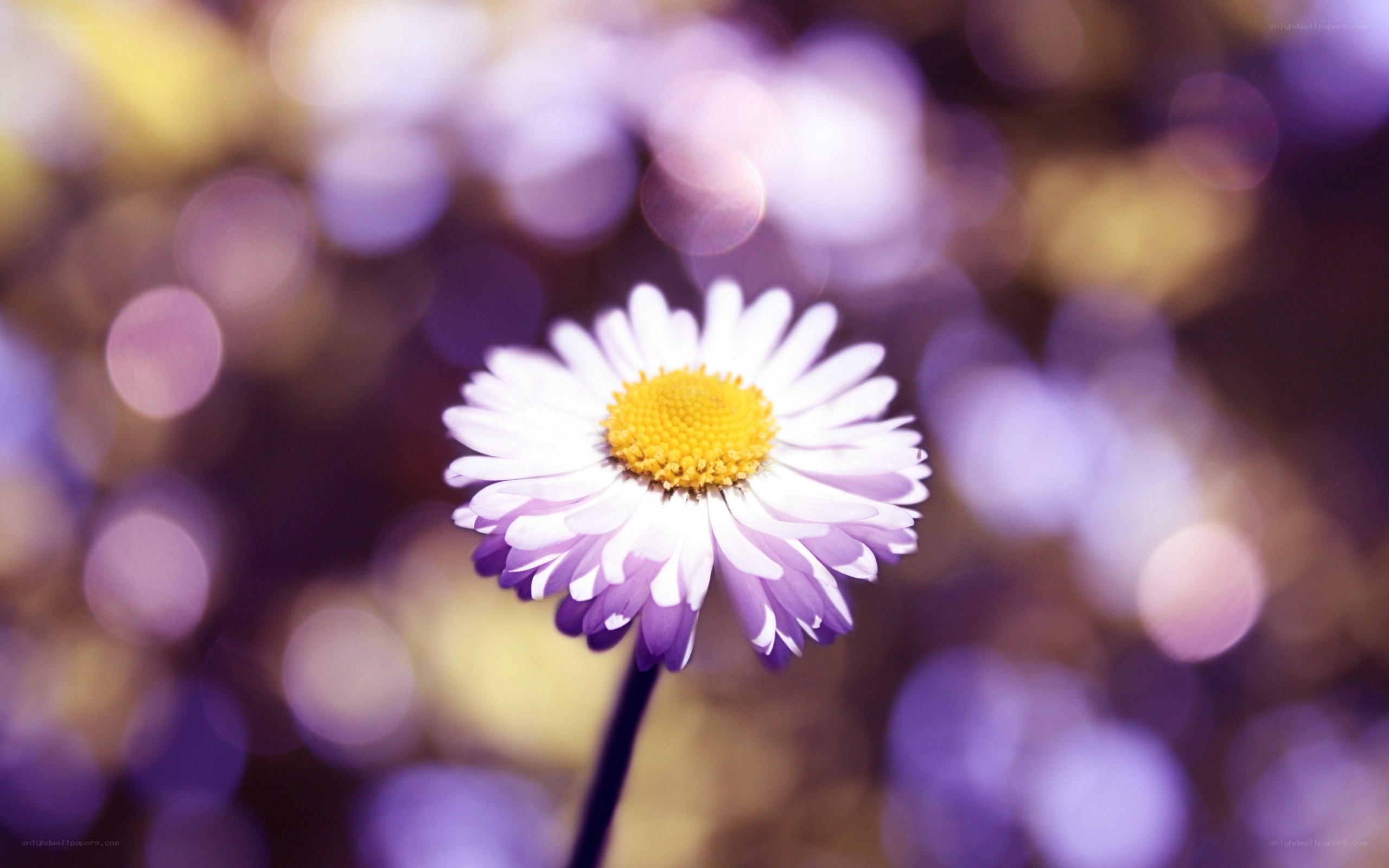 purple daisy in soft focus