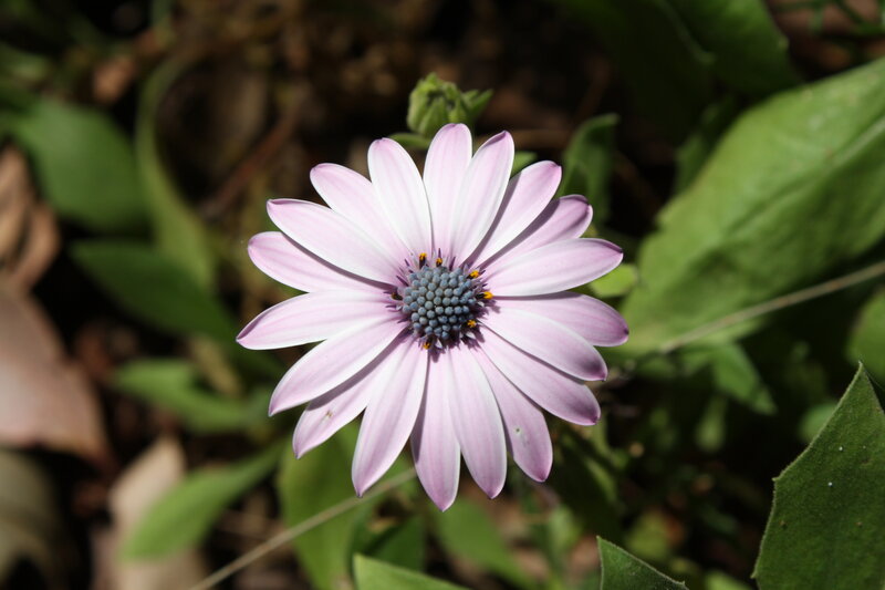 purple daisy in sunlight