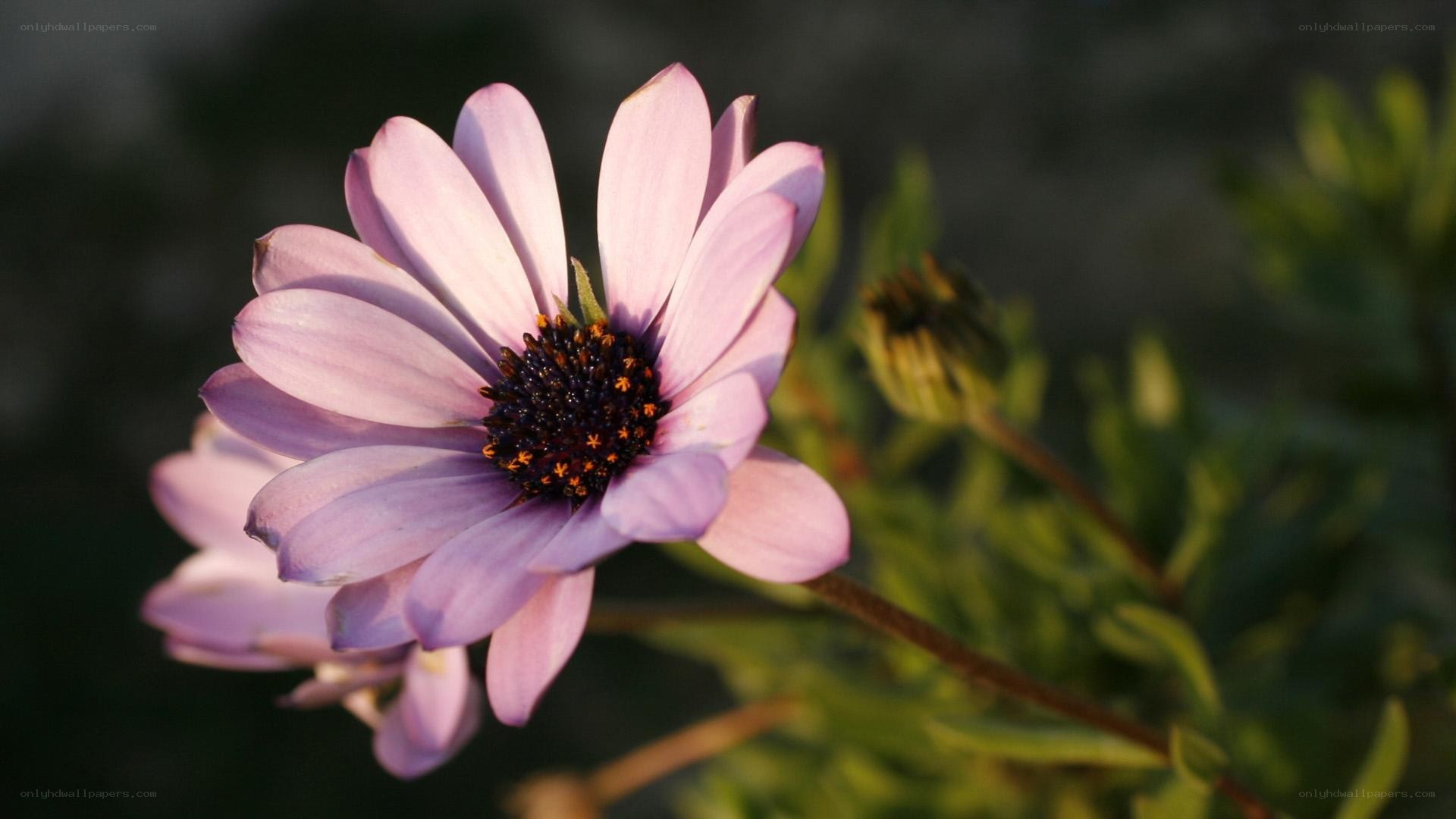 purple daisy in sunlight
