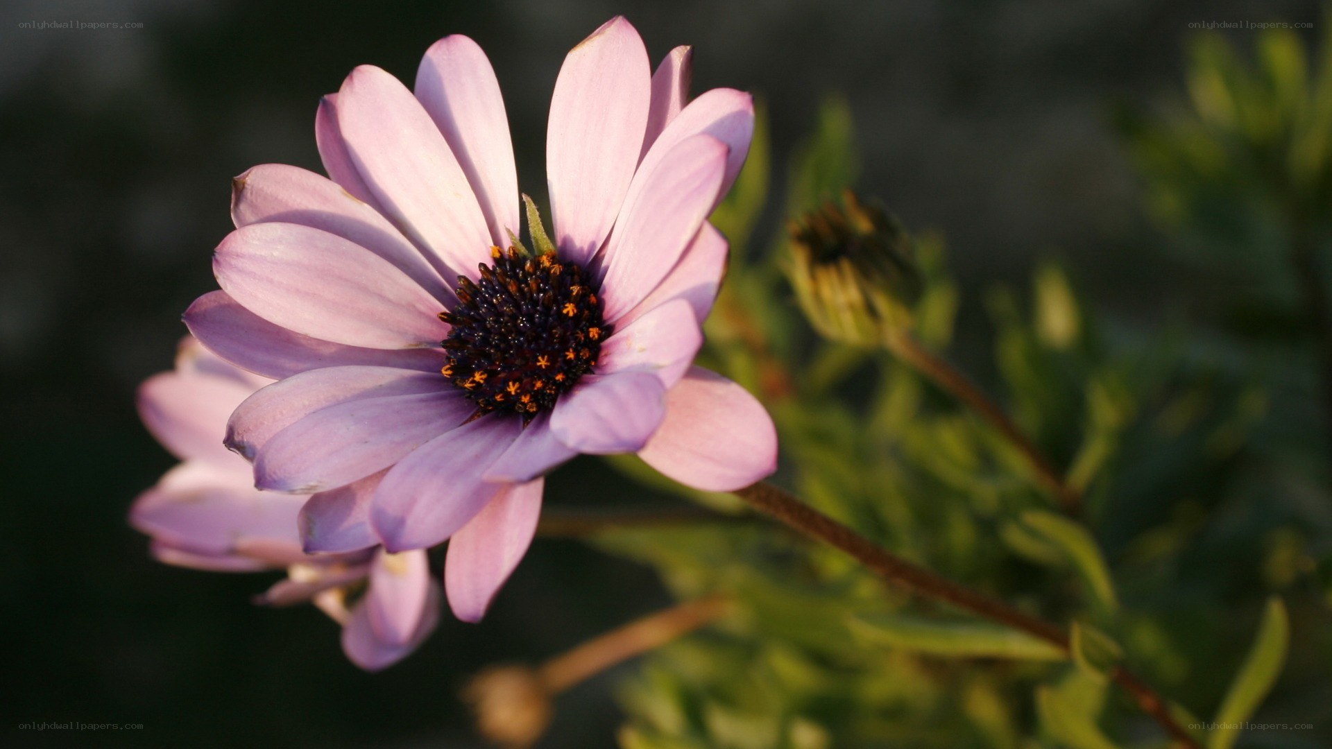 purple daisy in sunlight